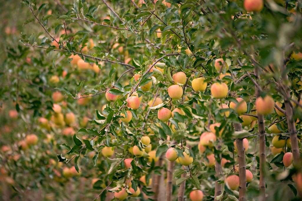 Sunrise over rows of apple trees on a family orchard in autumn